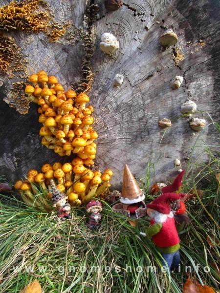 mushroom-gnomes